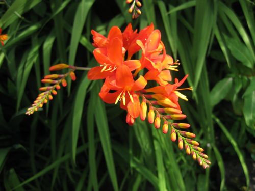 Gamta,  Flora,  Gėlė,  Vasara,  Sodas,  Montbretia,  Crocosmia,  Oranžinė,  Be Honoraro Mokesčio