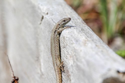 Gamta,  Gyvūnas,  Laukinė Gamta,  Lauke,  Ropliai,  Be Honoraro Mokesčio