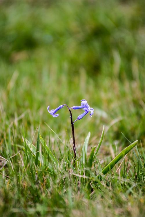 Gamta,  Žolė,  Flora,  Lauke,  Pavasaris,  Gėlė,  Sezonas,  Sodas,  Wildflower,  Be Honoraro Mokesčio