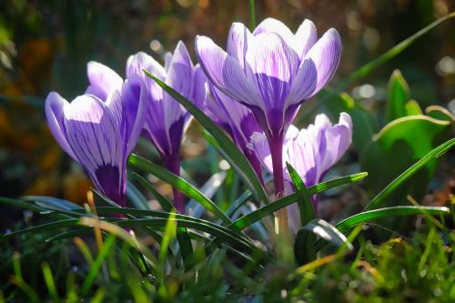 Gamta,  Gėlė,  Augalas,  Gėlės,  Sezonas,  Pavasaris,  Crocus,  Gėlių,  Uždaryti,  Sodas,  Žydintis Augalas,  Violetinė,  Violetinė,  Be Honoraro Mokesčio