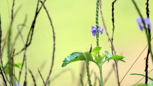 Gamta,  Flora,  Lapai,  Gėlė,  Iš Arti,  Vasara,  Lauke,  Stalinis Kompiuteris,  Augimas,  Spalva,  Sezonas,  Sodas,  Šviesus,  Mėlynas,  Augalas,  Žalias,  Šviežias,  Žiedas,  Pavasaris,  Natūralus,  Žydėti,  Spalvinga,  Žydi,  Sezoninis,  Žiedlapis,  Botanika,  Pieva,  Parkas,  Laukas,  Saulėtas,  Šviežumas,  Kraštovaizdis,  Be Honoraro Mokesčio