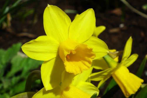 Gamta,  Gėlė,  Narcissus Trąbkowy,  Geltona,  Pavasaris,  Augalas,  Lapai,  Be Honoraro Mokesčio