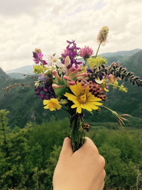 Gamta,  Vasara,  Flora,  Lauke,  Gėlės,  Kalnai,  Meilė,  Botanika,  Wildflower,  Žiedas,  Spalvinga,  Žydi,  Natūralus,  Be Honoraro Mokesčio