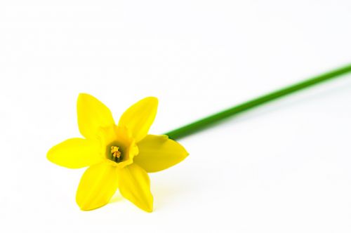 Gamta,  Velykos,  Gėlė,  Izoliuotas,  Narcissus Pseudonarcissus,  Daffodil,  Geltona Gėlė,  Pavasaris,  Be Honoraro Mokesčio