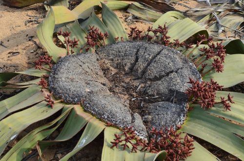 Gamta,  Augalas,  Lapai,  Afrika,  Welwitschia Mirabilis,  Angola,  Namibija,  Namib,  Dykuma,  Be Honoraro Mokesčio