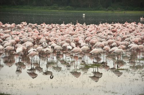 Gamta,  Vanduo,  Lauke,  Flamingo,  Be Honoraro Mokesčio