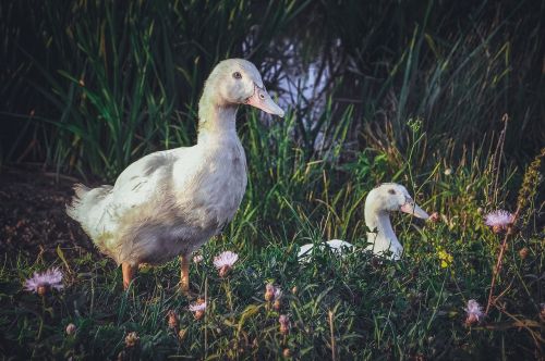 Gamta,  Paukštis,  Žolė,  Gyvoji Gamta,  Žąsis,  Antis,  Snapas,  Sparnas,  Naminiai Paukščiai,  Ūkis,  Ducktales,  Natūrinis Ūkininkavimas,  Augintiniai,  Kaimas,  Elitexpo,  Be Honoraro Mokesčio