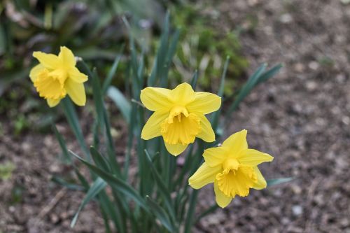 Gamta,  Augalas,  Gėlė,  Narcissus Pseudonarcissus,  Be Honoraro Mokesčio