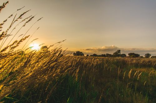 Gamta,  Saulėlydis,  Žolė,  Dangus,  Kaimas,  Saulė,  Laukas,  Kraštovaizdis,  Kvieciai,  Schönwetter,  Žemdirbystė,  Dusk,  Žemė,  Šiaudai,  Augimas,  Vasara,  Vasaros Laikas,  Žolės,  Uždaryti,  Augalas,  Lapai,  Žalias,  Gėlė,  Flora,  Pieva,  Geltona,  Krūmas,  Viešas Įrašas,  Žinoma,  Aplinka,  Be Honoraro Mokesčio