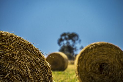 Pobūdį,  Dangus,  Žolė,  Lauke,  Augalai,  Laukas,  Žemdirbystė,  Ūkis