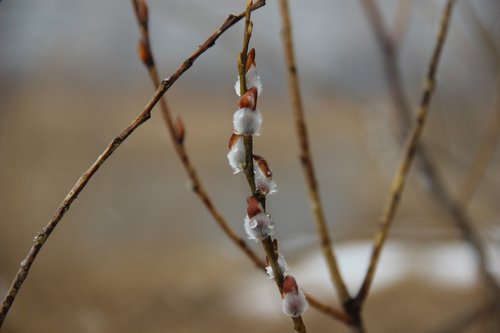 Pobūdį,  Lauke,  Žiemos,  Medis