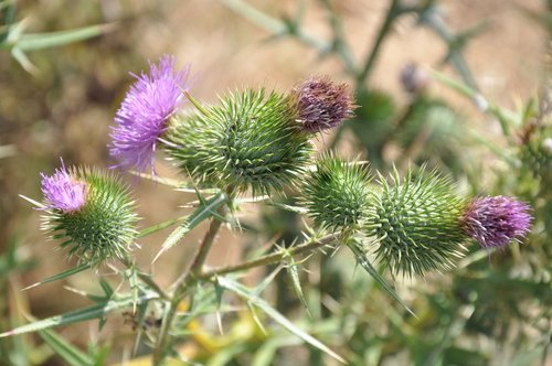 Pobūdį,  Augalų,  Thistle,  Gėlė