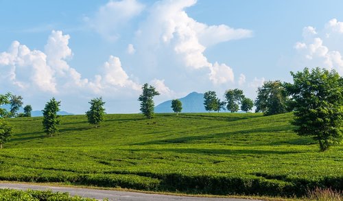 Pobūdį,  Kraštovaizdis,  Laukas,  Žolė,  Vasara