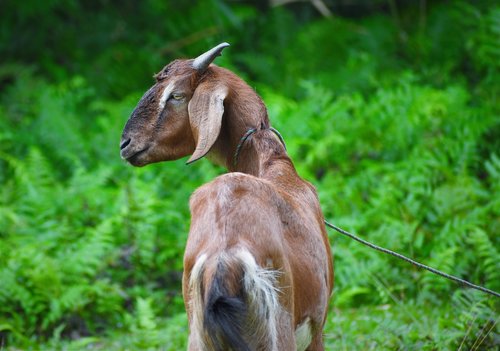 Pobūdį,  Gyvūnas,  Žolė,  Žinduolis,  Gyvūnijos