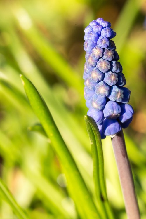 Pobūdį,  Augalų,  Sodas,  Lapų,  Sezonas,  Muscari,  Žiedas