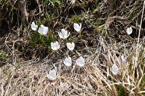 Pobūdį,  Augalų,  Gėlė,  Ekrano Užsklanda,  Sezonas,  Crocus,  Baltos Spalvos,  Pavasaris,  Prato,  Nuodingas