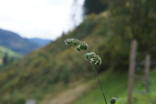 Pobūdį,  Medis,  Žolė,  Kraštovaizdis