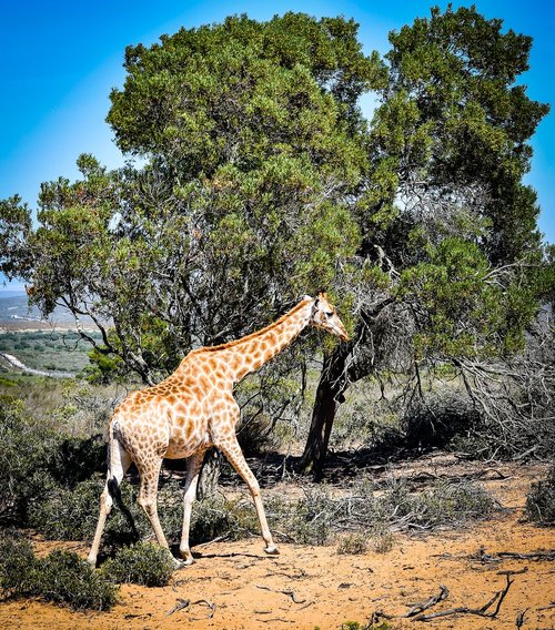 Pobūdį,  Gyvūnijos,  Žirafa,  Medis,  Safari