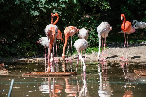 Pobūdį,  Vandenys,  Flamingo,  Gyvūnijos Pasaulyje
