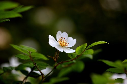 Pobūdį,  Augalai,  Gėlės,  Lapų,  Įstrigo Pagal Žydėjimo Būsenoje,  Pavasaris,  Korėjos Gėlių,  Balta Gėlė