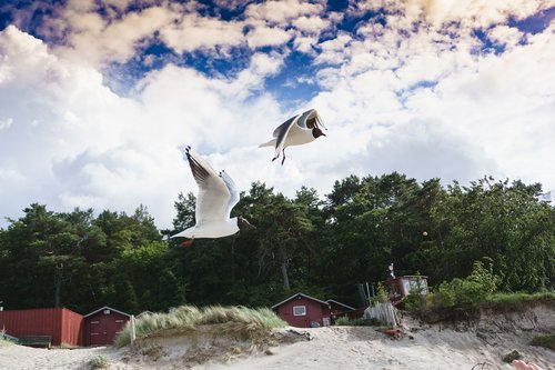 Pobūdį,  Dangus,  Kelionė,  Medis,  Vasara