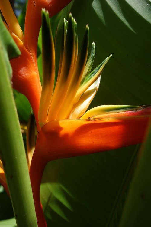 Pobūdį,  Floros,  Lapų,  Vasara,  Gėlė,  Surinamas,  Paramaribo,  Tropical,  Atogrąžų Miškai