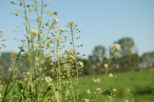 Pobūdį,  Vasara,  Gėlė,  Laukas,  Žolė