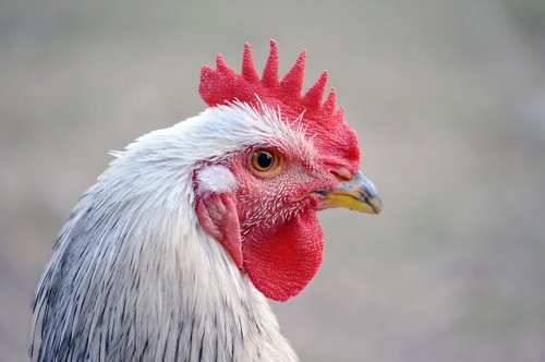 Pobūdį,  Paukštis,  Gyvūnas,  Lauke,  Plunksna,  Portretas,  Gyvūnijos,  Snapas,  Naminių Paukščių,  Laukinių,  Gaidys,  Ūkis,  Vidaus,  Spalva,  Kaimo,  Gyvūnija,  Aplinka,  Gyvulininkystė,  Vejos,  Pilka,  Žemės,  Žemdirbystė,  Šviežias,  Baltos Spalvos,  Šalis,  Raudonas