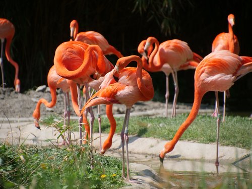 Pobūdį,  Flamingo,  Raudonos Flamingas,  American Flamingo,  Paukščiai,  Gražus,  Vasara,  Egzotiškas,  Gyvūnijos,  Lauko,  Vandens,  Gyvūnas,  Raudonas