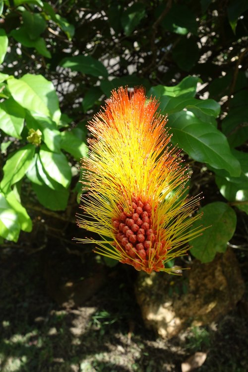 Pobūdį,  Floros,  Lapų,  Vasara,  Gėlė,  Surinamas,  Paramaribo,  Tropical,  Atogrąžų Miškai
