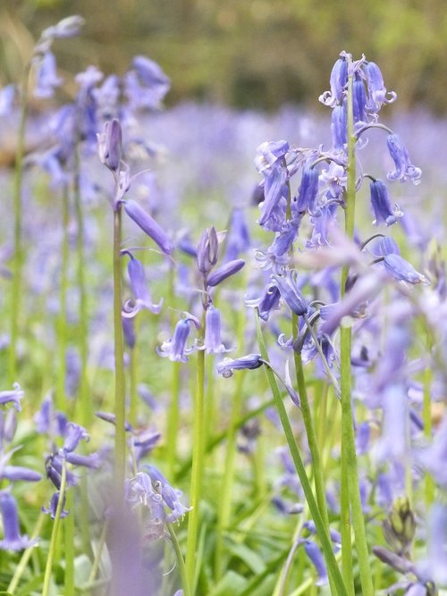 Pobūdį,  Gėlė,  Floros,  Vasara,  Lauke,  Bluebell,  Bluebells,  Mėlyna,  Žalias,  Pavasaris,  Laukinių,  Miškas,  Sodininkas,  Sodininkystė,  Sodas,  Miško,  Watford,  Whippendell Miškai,  Hertfordshire,  Anglija,  Žiedas,  Natūralus,  Botanika,  Žydi,  Violetinės Gėlės