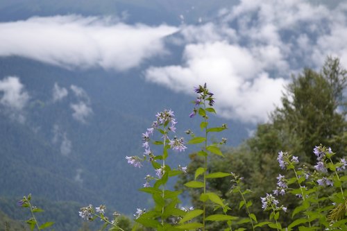 Pobūdį,  Lauke,  Medis,  Augalas