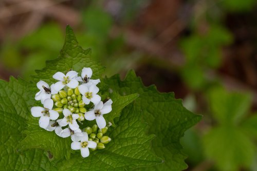 Pobūdį,  Lapų,  Floros,  Lauke,  Sodas,  Gėlė