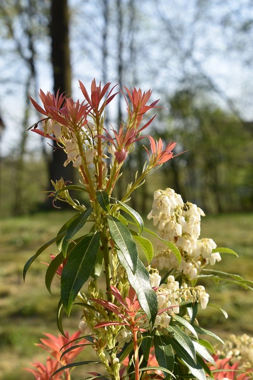 Pobūdį,  Gėlė,  Augalų,  Medis,  Lapų,  Sezonas,  Įvykdymas