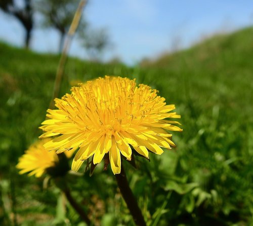 Pobūdį,  Gėlė,  Meadow,  Pavasaris