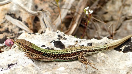 Pobūdį,  Driežas,  Roplys,  Gyvūnas,  Gyvūnijos