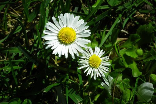 Pobūdį,  Augalų,  Gėlė,  Daisy,  Pavasaris,  Sodas