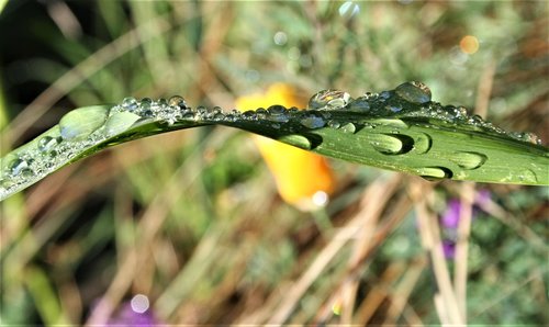 Pobūdį,  Lauke,  Gyvūnijos,  Gyvūnas,  Floros,  Lapų,  Lašas