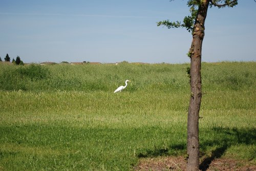 Pobūdį,  Kraštovaizdis,  Žolė,  Žemdirbystė,  Laukas,  Paukštis