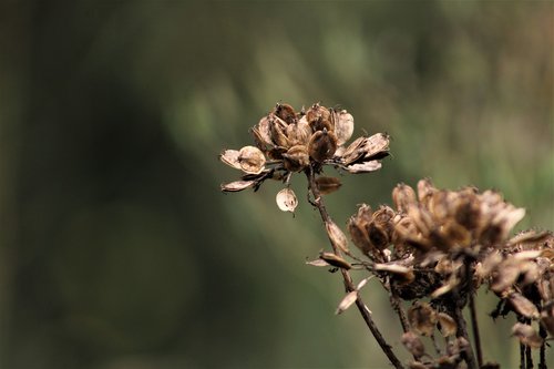 Pobūdį,  Gėlė,  Lauke,  Floros,  Lapų,  Iš Arti