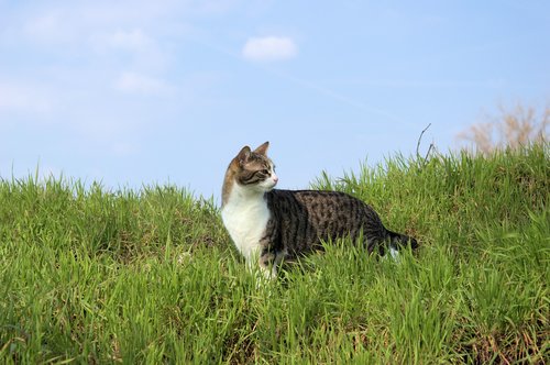 Pobūdį,  Katė,  Gyvūnai,  Kačių