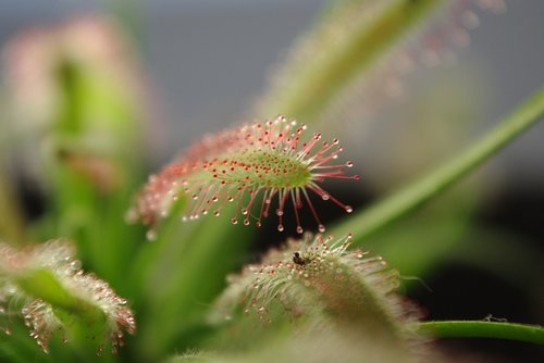 Pobūdį,  Augalų,  Vasara,  Lapų,  Niekas,  Drosera