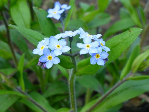 Pobūdį,  Lapų,  Augalų,  Gėlė,  Vasara,  Sodas,  Vainiklapis