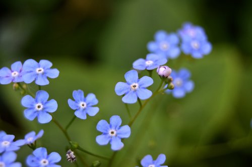 Pobūdį,  Floros,  Gėlė,  Lauke,  Lapų,  Sodas,  Vainiklapis