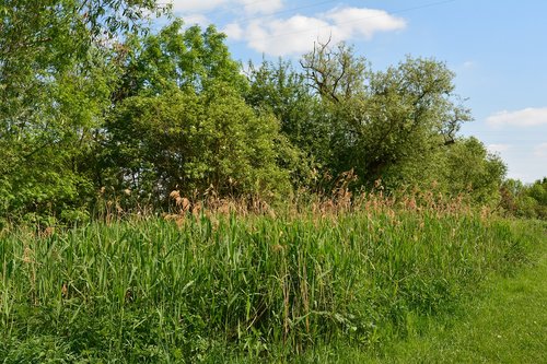 Pobūdį,  Žolė,  Kraštovaizdis,  Medis