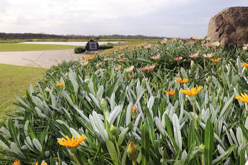 Pobūdį,  Gėlė,  Floros,  Laukas,  Vasara,  Golfas