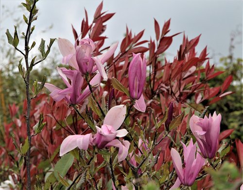 Pobūdį,  Gėlė,  Floros,  Lapų,  Sodas,  Magnolija,  Žiedlapis,  Filialas