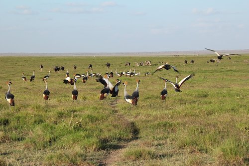 Pobūdį,  Žolė,  Gyvūnijos,  Laukas,  Kraštovaizdis,  Amboseli,  Kenija