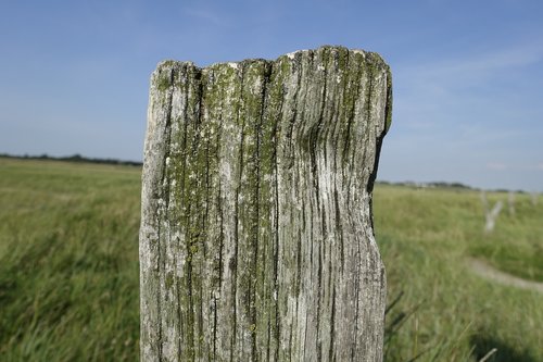 Pobūdį,  Žolė,  Kraštovaizdis,  Dangus,  Vasara,  Mediena