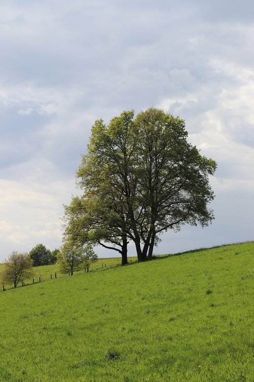 Pobūdį,  Kraštovaizdis,  Medis,  Žolė